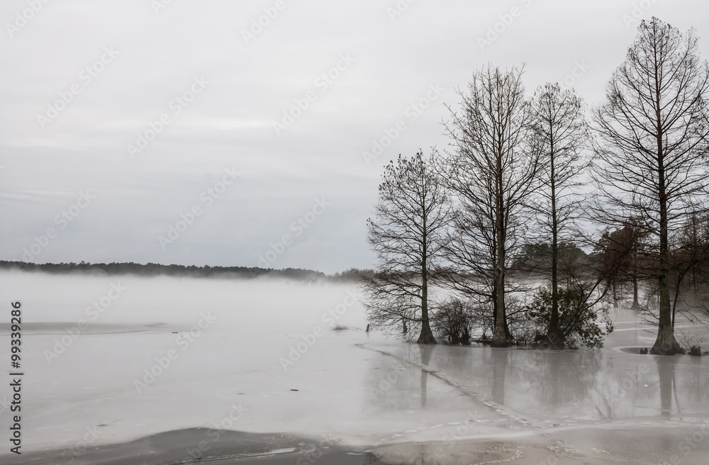 Bald Cypress tress in frozen in lake in winter at Stumpy Lake in Virginia Beach, Virginia.