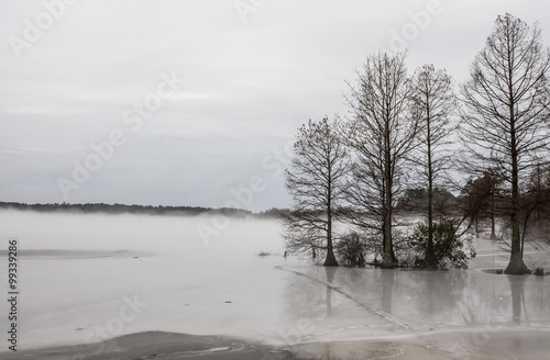 Wallpaper Mural Bald Cypress tress in frozen in lake in winter at Stumpy Lake in Virginia Beach, Virginia. Torontodigital.ca