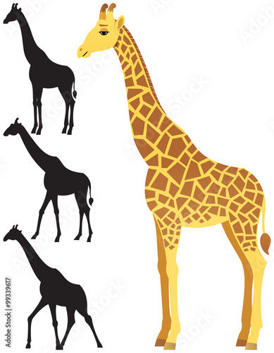 Giraffe   Illustration of giraffe over white background. 3 silhouette versions included. No transparency used. Basic  linear  gradients used.