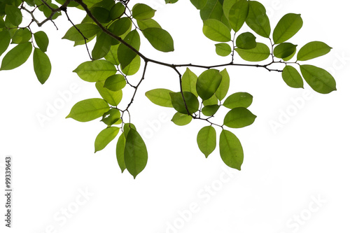 isolated green tree branch
