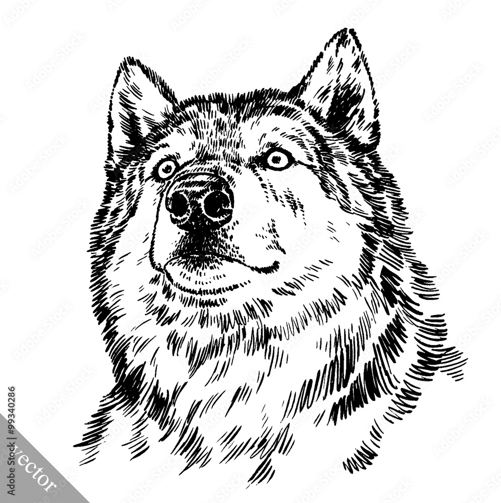 Fototapeta premium black and white engrave isolated wolf
