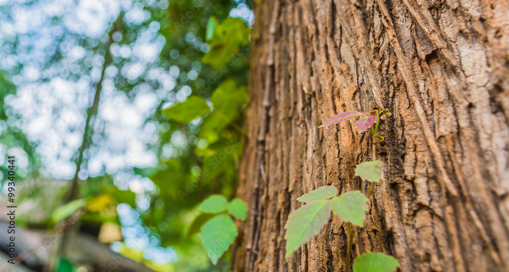 plant climbing up a tree trunk plant climbing up a tree trunk