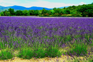 Gartenposter Lavendelblüten CHAMPS LAVANDE DRÖME 2  © 357680 ANDRE CUZEL