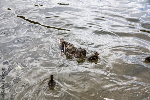 Londra - animali