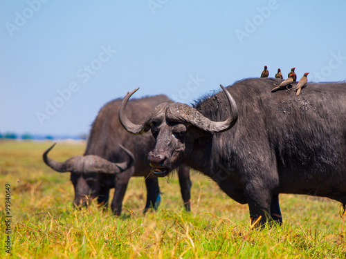 Grazing buffalos and birds sitting on them