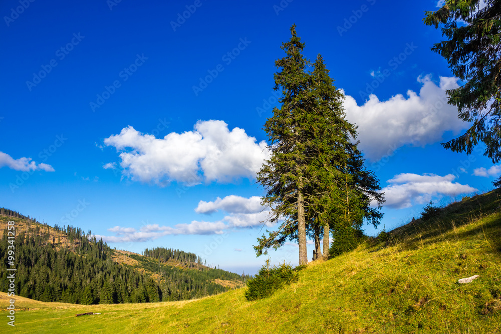 evergreen tree on a mountain slope evergreen tree on a mountain slope