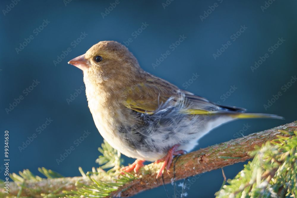 European greenfinch European greenfinch