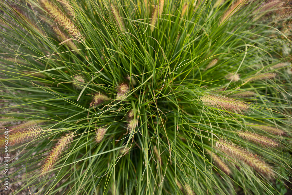 Lampenputzergras - Pennisetum alopecuroides Lampenputzergras - Pennisetum alopecuroides