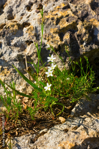 White spring wild flowers growing on the rocks. Selective focus photo