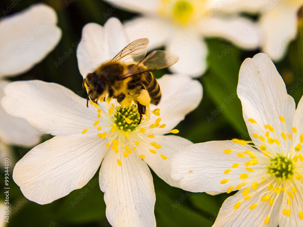 Obraz premium Windflower
