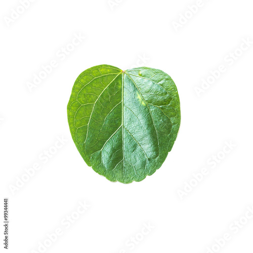 Closeup fresh green leaf isolated on white background