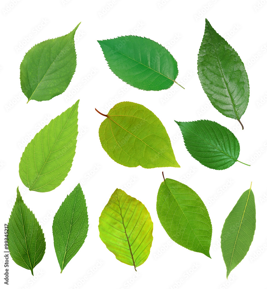 Set of beautiful green spring leaves isolated on white Set of beautiful green spring leaves isolated on white