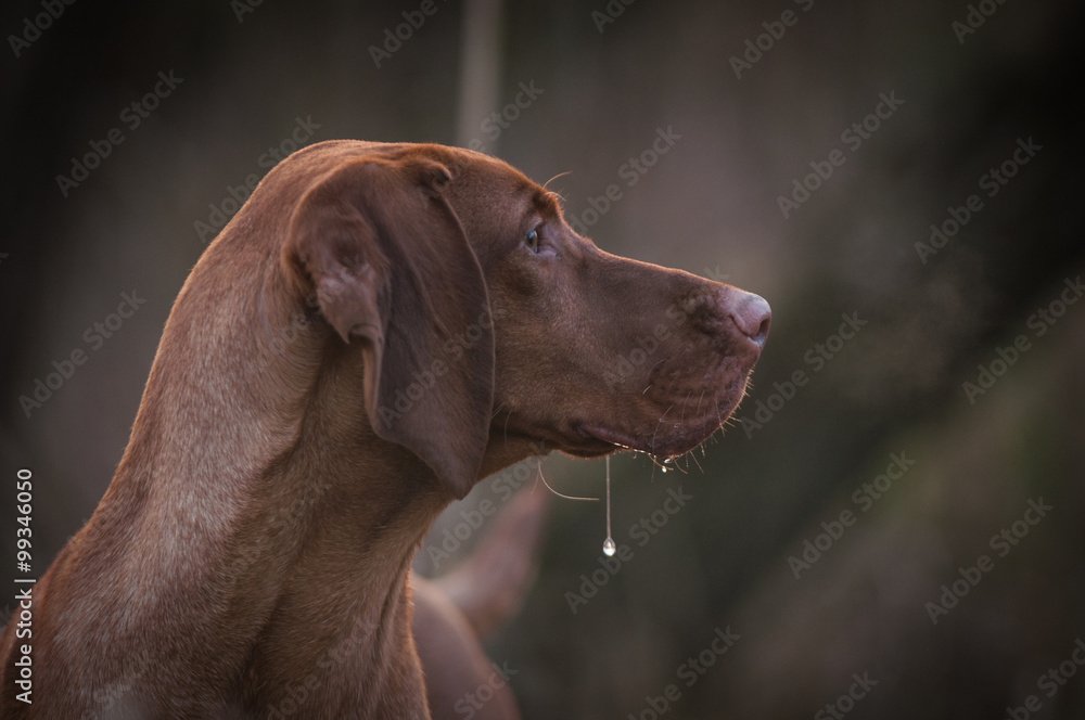 Hungarian vizsla portrait during a winter fox hunting Hungarian vizsla portrait during a winter fox hunting