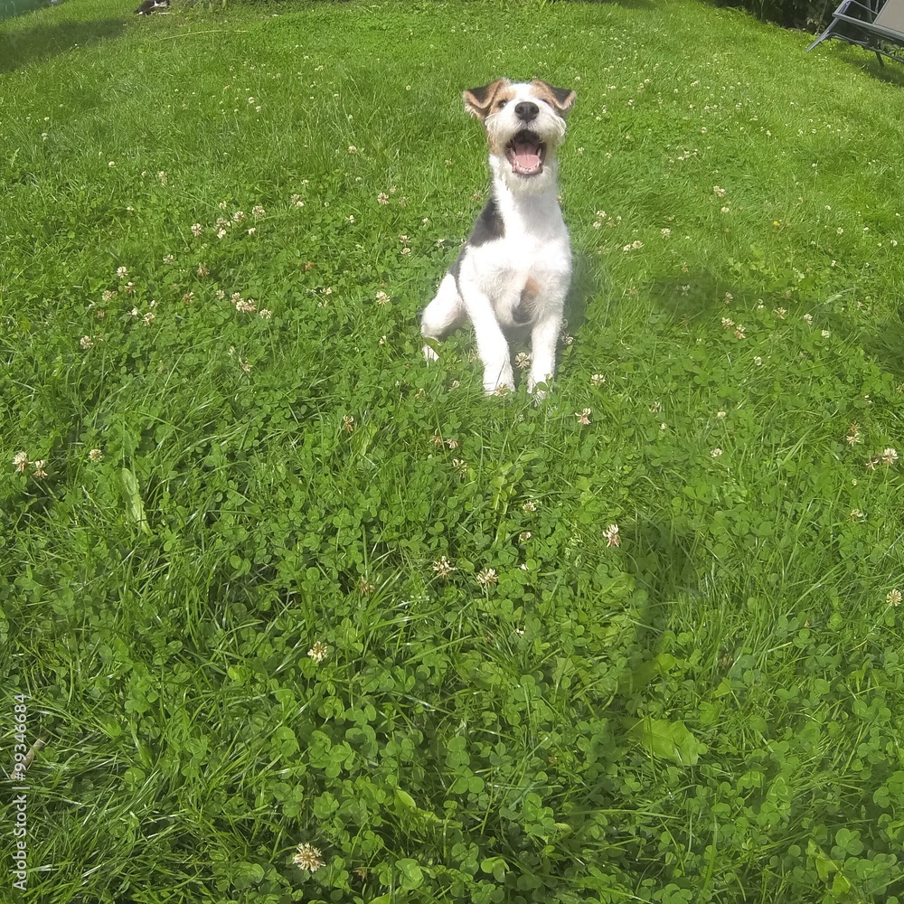 Dog playing Dog playing