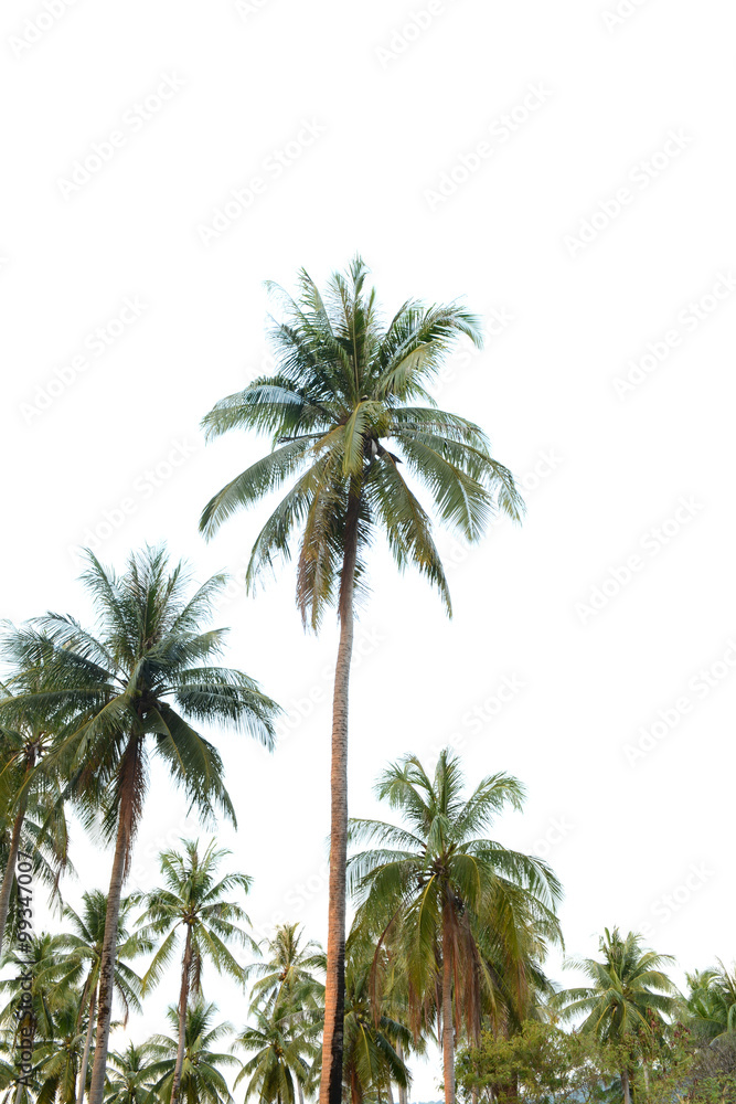 Obraz premium Coconut tree isolated on white background