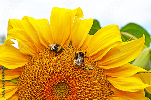 Helianthus annuus