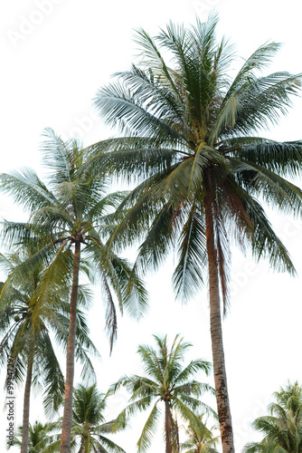 Coconut tree isolated on white background © buraratn