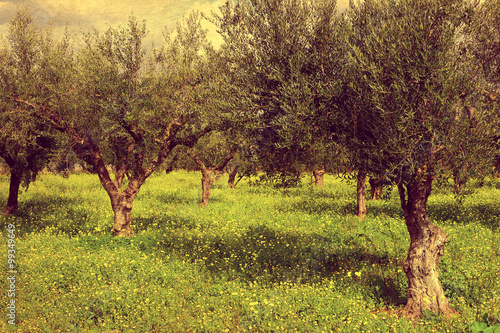 Olive woods with green grass. Kalamata, Greece, Europe © elgreko