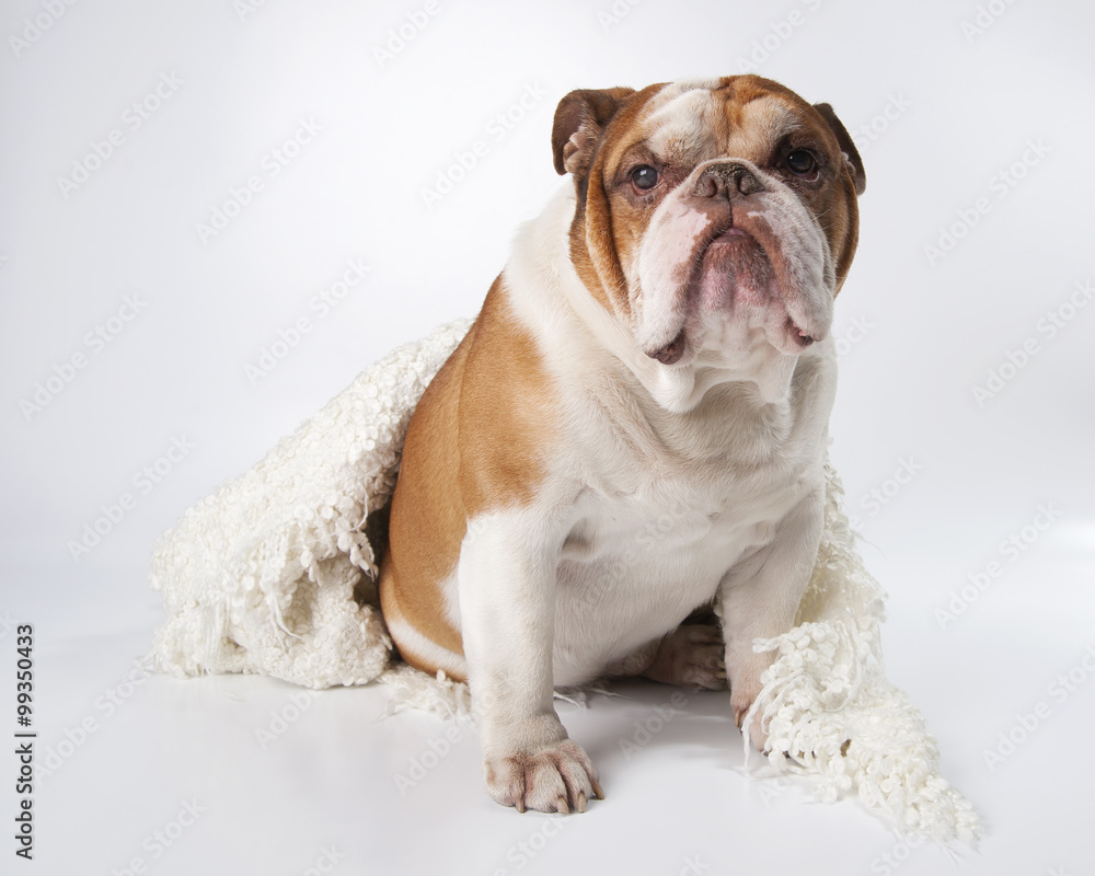 Portrait of a dog breed English Bulldog..