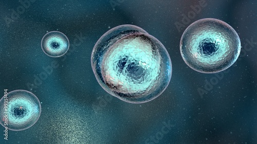 Mitosis.Cellular division under the microscope, stem cells dividing. Human cell, embryo. photo