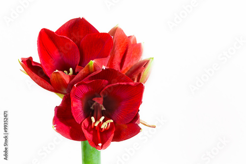 Amaryllis flower on a white background