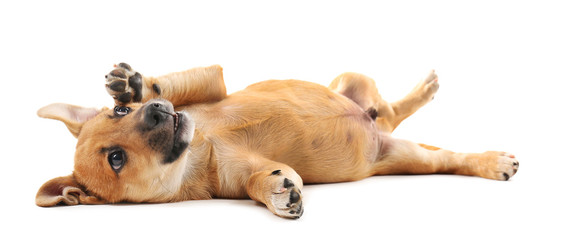 Puppy isolated on white