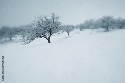 winter landscape with trees fog and snow