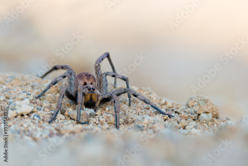 wolf spider