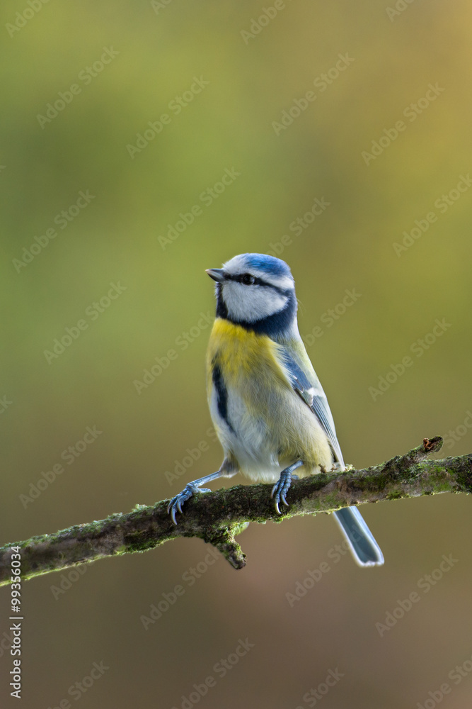 Eurasian blue tit - Cyanistes caeruleus Eurasian blue tit - Cyanistes caeruleus