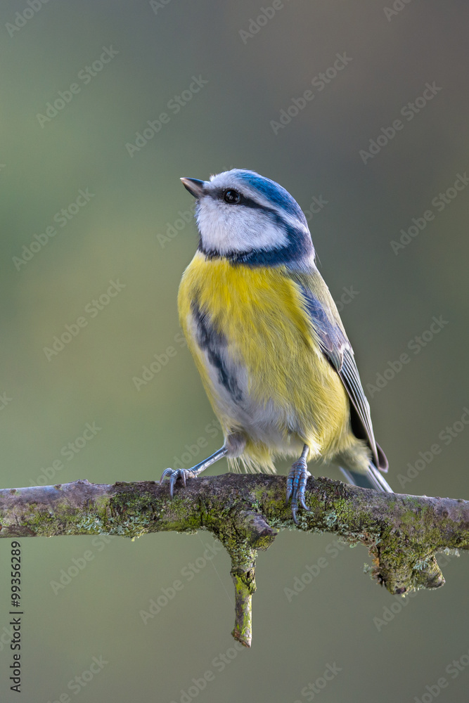 Fototapeta premium Eurasian blue tit - Cyanistes caeruleus