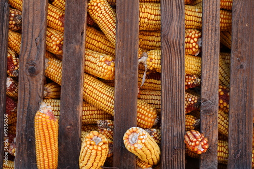 Corn in romanian traditional hambar photo