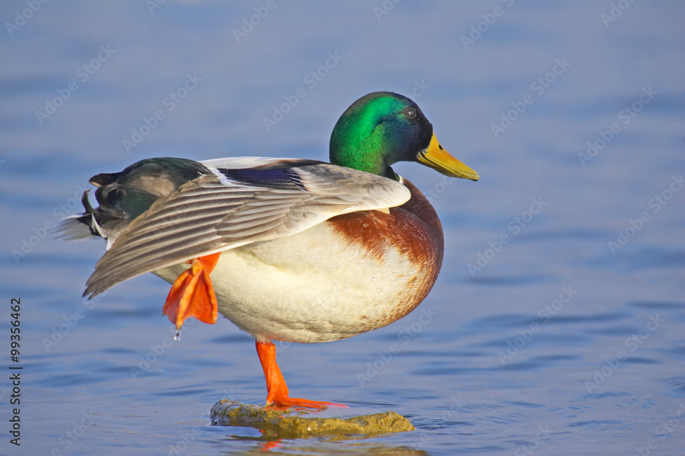 Stockenten Stockenten