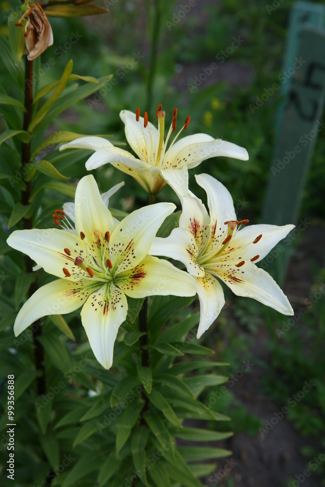 Fototapeta premium Daylilies
