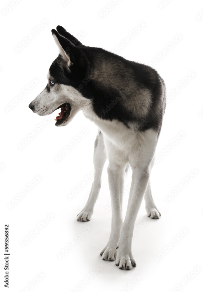 Siberian Husky, isolated on white Siberian Husky, isolated on white