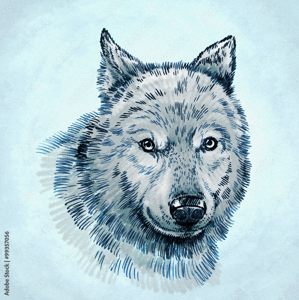 Obraz kolor wygrawerować atrament rysować wilka ilustracji