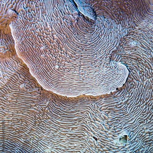 coral reef with pachyseris coral in tropical sea, underwater photo