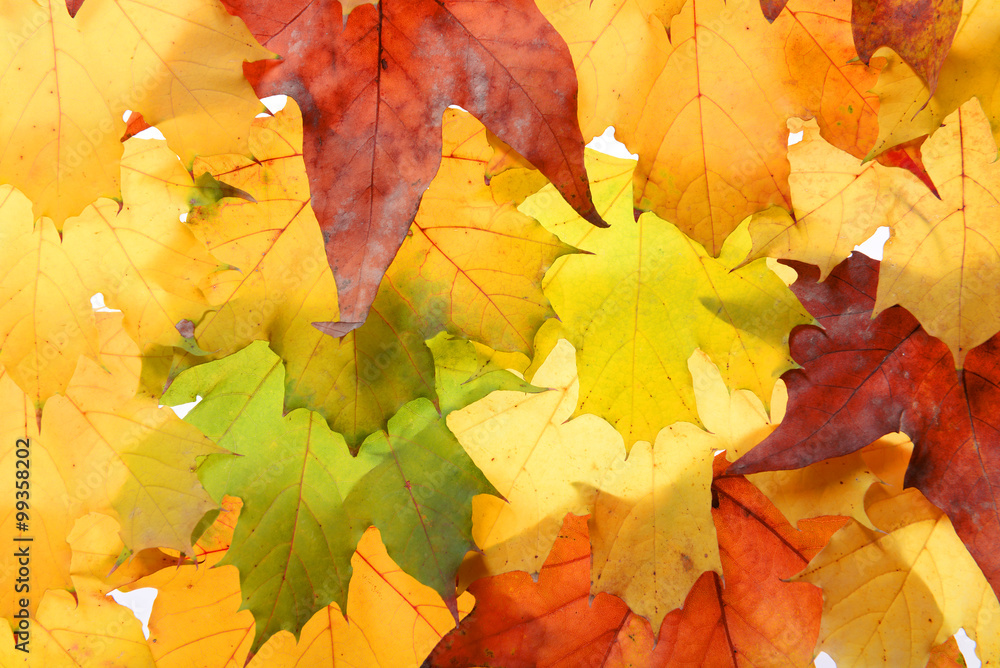 Fototapeta premium Autumn leaves, close-up
