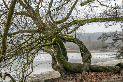 Krummgewachsener Baum am Seeufer photo