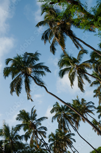 Green coconut palm trees under blue sky with clouds