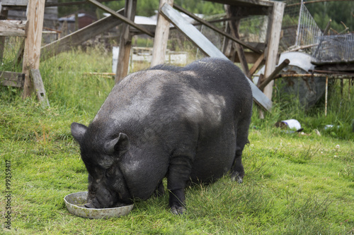 Summer sunny day black fat pig.
