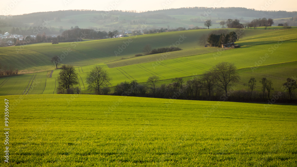 Bäume in Agrarlandschaft