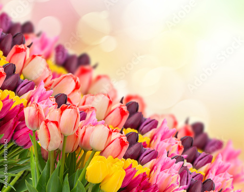 Fototapeta Naklejka Na Ścianę i Meble -  spring tulips on colofful bokeh