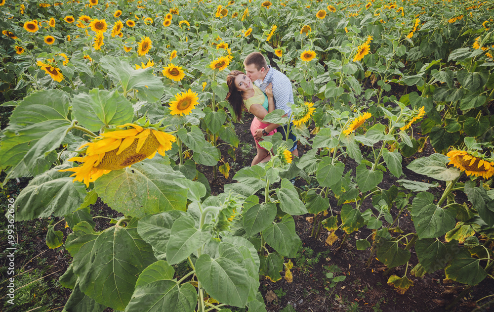 couple in a field of sunflowers couple in a field of sunflowers