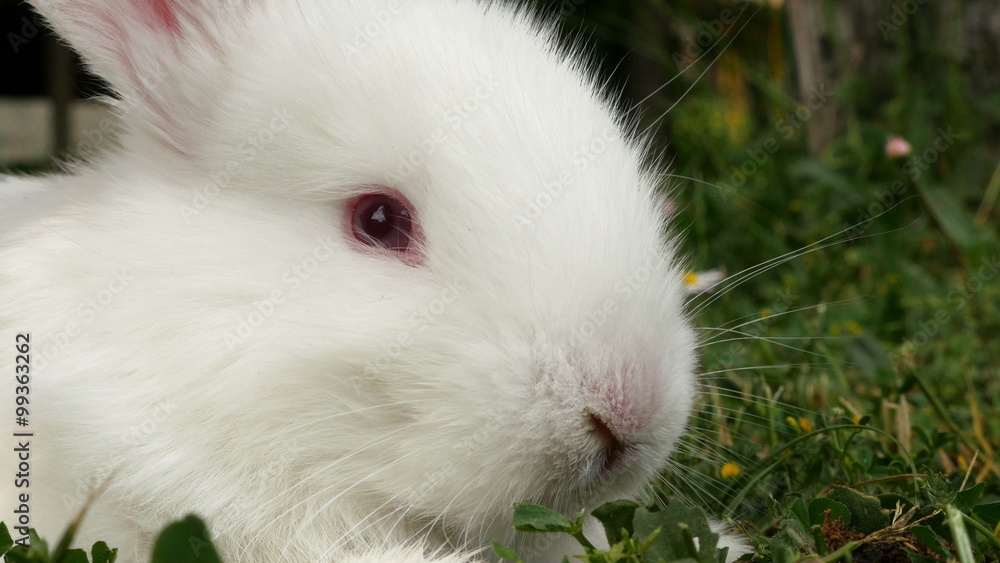 Fluffy white rabbit sniffing, close up Fluffy white rabbit sniffing, close up