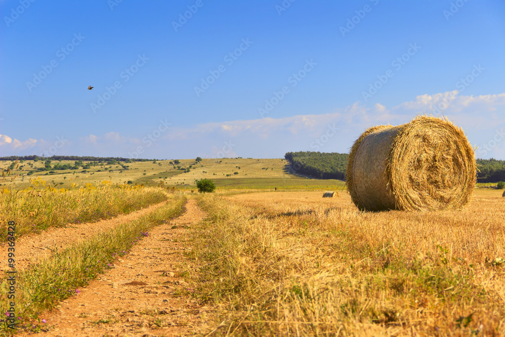 SUMMER.Alta Murgia Nationa Park:  bales of hay. - (Apulia) ITALY-It is a limestone plateau,with wide fields and rocky outcrops,grassland characterized by sheep paths,bushes of lentiscus plant.