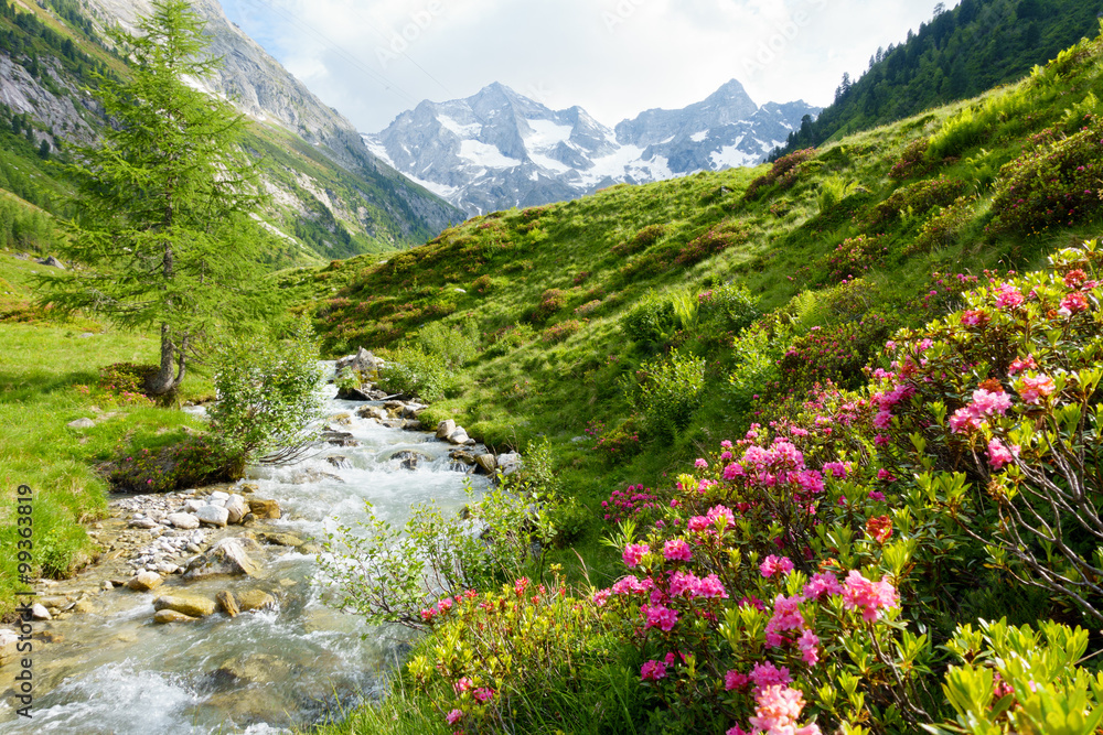 Fototapeta Róże alpejskie w strumieniu wysokiej góry