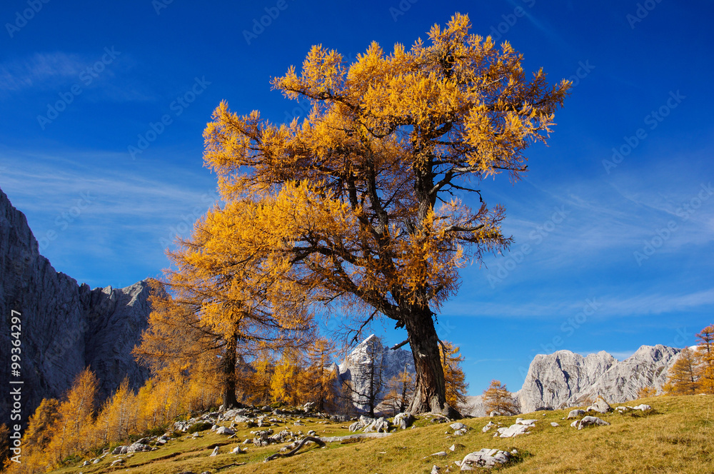 Fototapeta premium Orange tree on a blue sky