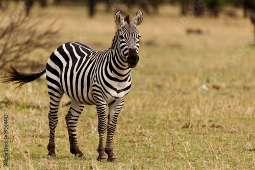 Fototapeta Naklejka Na Ścianę i Meble -  Zebra