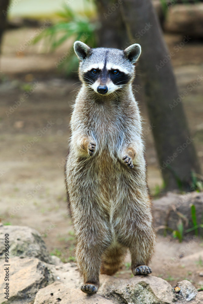 Fototapeta premium Raccoon sitting and staring intently