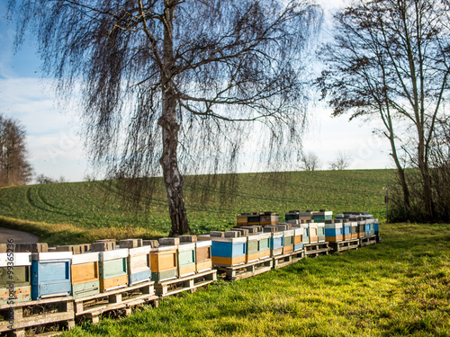 Bienenkästen im warmen Winter photo